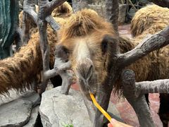 -长鹿旅游休博园