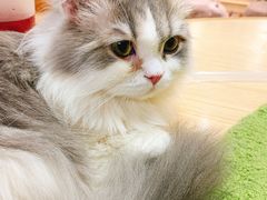 -猫和宫(六道口店)