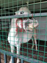 -小蜜蜂农场(凯德七宝购物广场店)