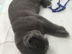 -爱侣宠医·鹦鹉专科·小型哺乳类·异宠专科(灵石路店)