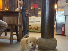 -恩阳古镇