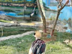 -成都动物园