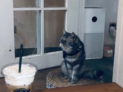-楼上猫咖(罗湖店)