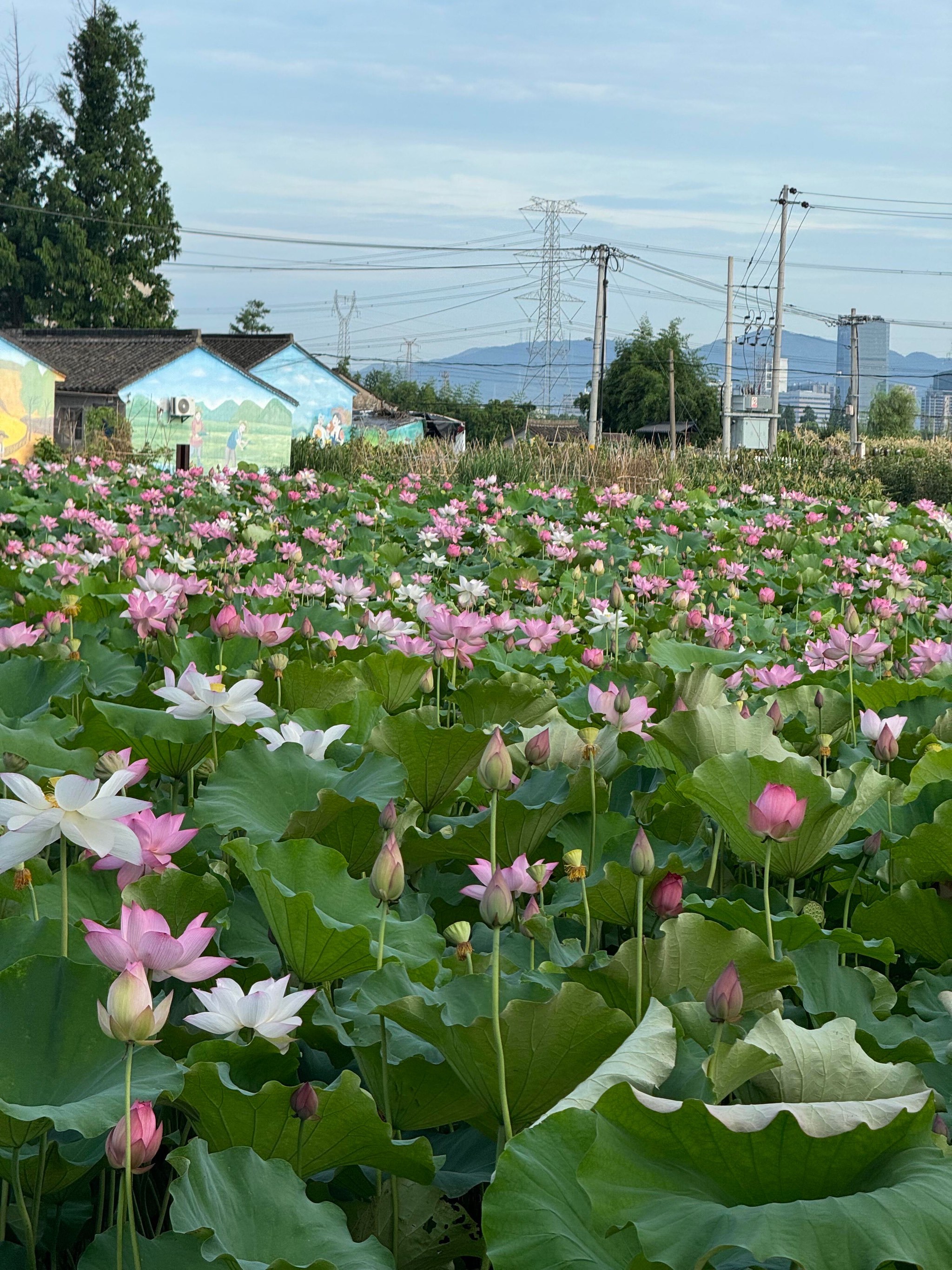 千年古村走马塘