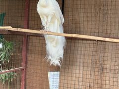 -西双版纳总佛寺