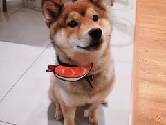 -柴务处·柴犬主题狗咖