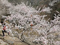 -北京鹫峰国家森林公园