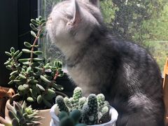 猫咪出没-MZ猫咖