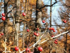 -白草畔自然风景区