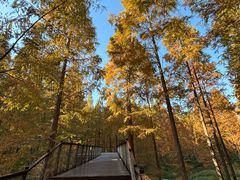 -黄海国家森林公园