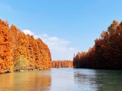 -上海海湾国家森林公园