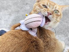 -Again Coffee Roaster(香蜜湖店)