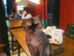 -猫色咖啡·猫咖