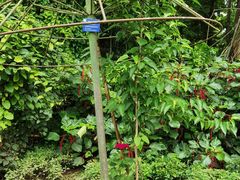-中国科学院西双版纳热带植物园