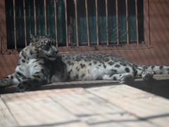 -青藏高原野生动物园