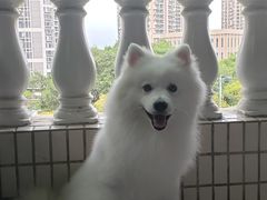 -创凡宠物医院·骨专科  猫科中心(西乡分院)