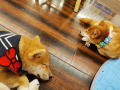 -豆柴町-柴犬主题狗咖(红鼎国际C座店)