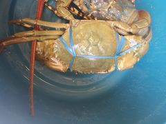 -真浪大家乐海鲜餐馆