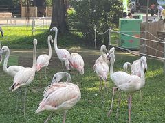 -广州长隆飞鸟乐园