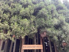 -武陵山森林公园