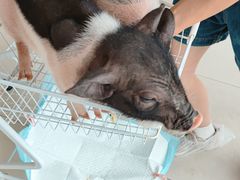 -怪兽屋·羊驼·猫咖·狗咖(俊华广场店)