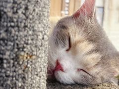 -平行世界·猫咖(首经贸店)