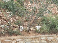 -北京西山国家森林公园