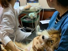 -安安宠医宠物医院·异宠·犬猫内科(岳阳分院)