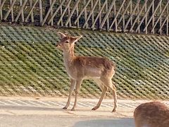 -常州淹城野生动物世界