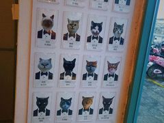 -喵屿·大理花园猫咖