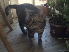 -海边的猫和咖啡馆