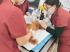 -纳吉亚猫专科动物诊疗中心(蒋宅口分院)