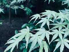 -花开海上生态园