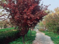 -绿岛公园(滨海新区)