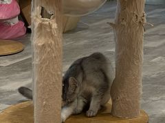 -楼上猫咖(罗湖店)