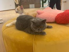 -1013 PET SHOP精品宠物商店(丁香店)