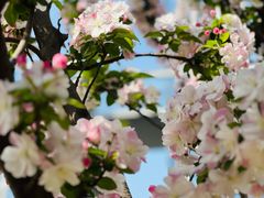 -海棠花溪(元大都城垣遗址公园)
