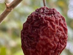 -西涌国际滨海旅游区