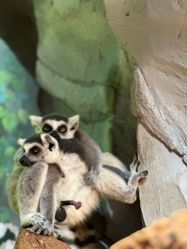 -Zoolung Zoolung动物主题公园(海信广场店)