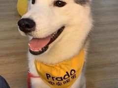 prado-Husky Go! 哈士奇体验馆·宠物咖啡厅狗咖