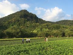-八卦田遗址公园