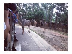 -清迈夜间动物园