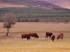 -塞罕坝国家级自然保护区