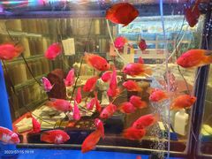 -阿英煲(凉城路店)