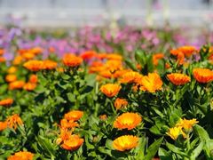 -前小桔亲子创意农场·草莓采摘·露营烧烤