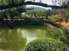 -林屋梅海青梅保护基地