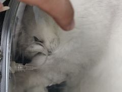 -伟伟宠物医院·CT影像中心·瑞派犬猫综合性门诊(汉口总院)