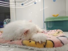 -1013 PET SHOP精品宠物商店(丁香店)