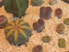 -虹之森·小馆