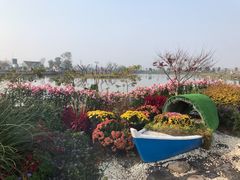 -荷兰花海